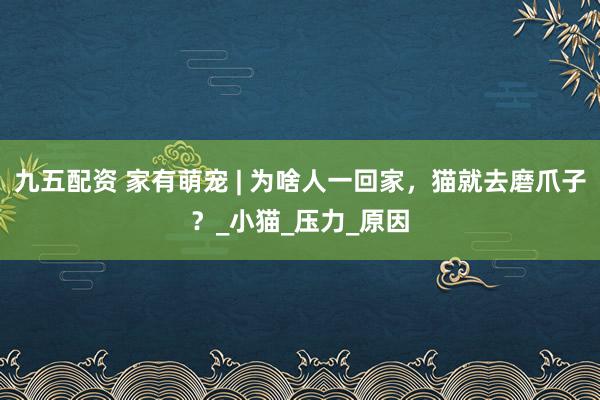 九五配资 家有萌宠 | 为啥人一回家，猫就去磨爪子？_小猫_压力_原因